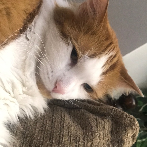 Meet your Posher, Eman - Picture 2 of 2